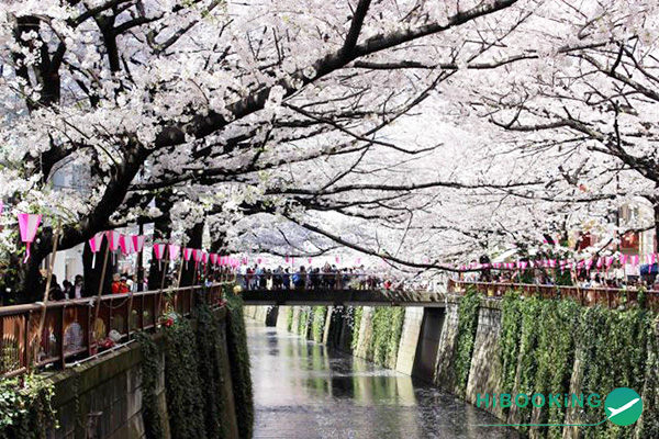 hoa anh dao no tai Tokyo 