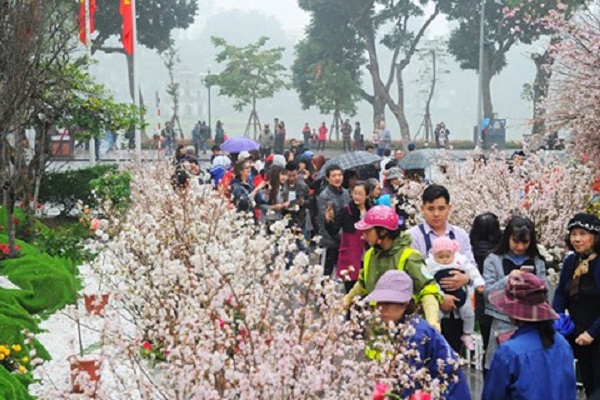 Hoa anh đào tại Bắc Ninh khoe sắc rực rỡ